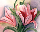 Pink-wet-lilies