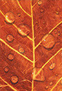 leaf_with_droplets